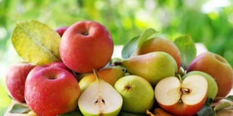 Komšije šljive, prijatelji i neprijatelji - šta se može posaditi pored kruške